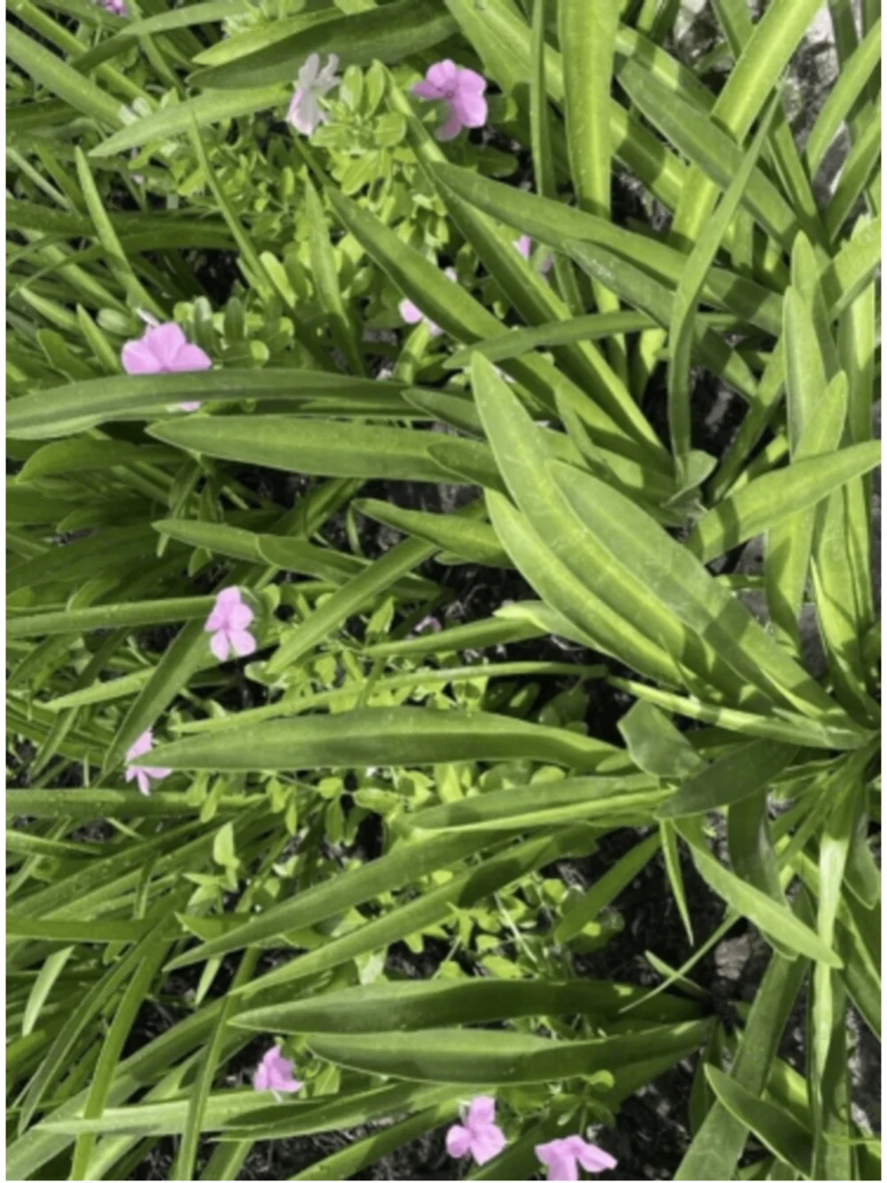50 Bulbs NO Foliage BEACH SPIDER LILY BULBS (Hymenocallis Littoralis) POLLINATOR
